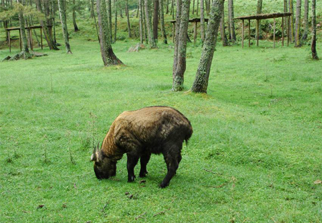 best zoo in thimphu